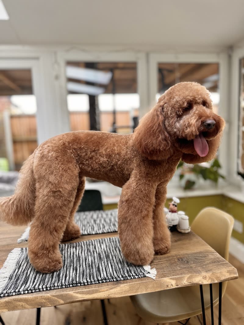 An apricot poodle standing on the wooden grooming table in a sunlit conservatory after a full groom