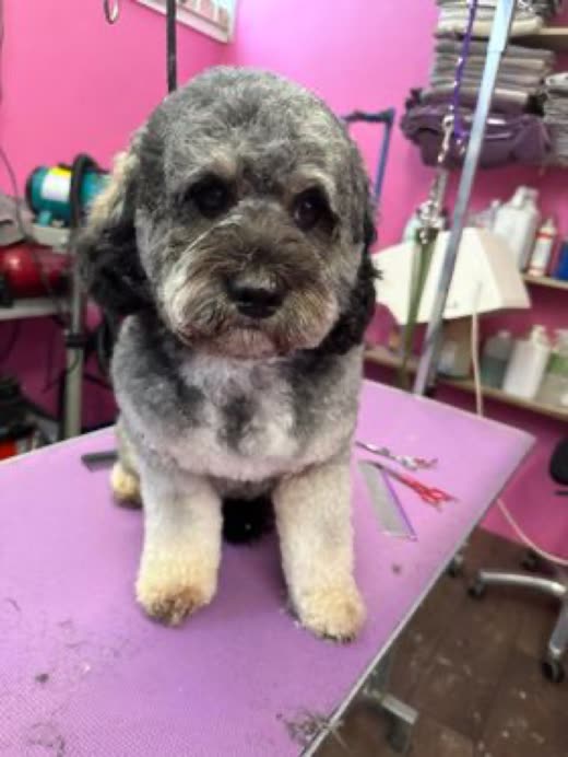 A freshly groomed grey and cream cockapoo sitting on a pink grooming table in the salon