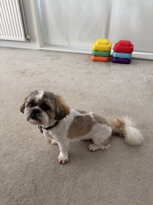 A groomed shih tzu sitting neatly after its trim